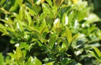Afbeelding Ilex meserveae 'Blue Maid' - Ilex meserveae 'Blue Maid'