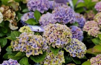 Afbeelding Hortensia Forever & Ever Blue - Hydrangea Forever & Ever Blue