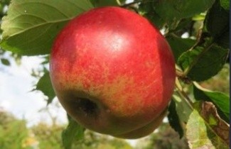 Afbeelding Appel 'Elstar' laagstam - Malus domestica 'Elstar'