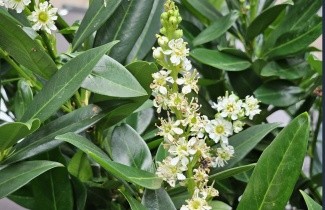 Afbeelding Laurierkers - Prunus laurocerasus 'Otto Luyken'