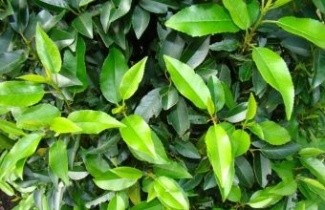 Afbeelding Portugese Laurierkers - Prunus lusitanica 'Angustifolia'