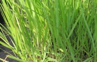Afbeelding Vingergras 'Rehbraun' - Panicum virgatum 'Rehbraun'