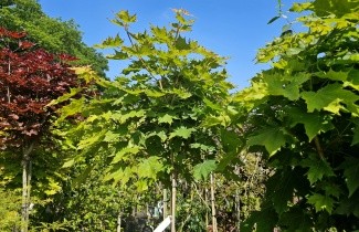 Afbeelding Bolesdoorn - Acer platanoides 'Globosum'