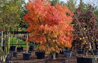 Afbeelding Japanse Esdoorn 'Scolopendrifolium' - Acer palmatum 'Scolopendrifolium'