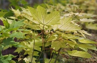 Afbeelding Bolesdoorn - Acer pseud. 'Brilliantissimum'