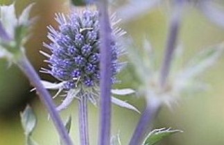 Afbeelding Blauwe distel - Eryngium planum