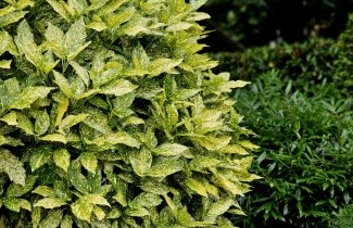 Afbeelding Broodboom 'Variegata' - Aucuba jap. 'Variegata'