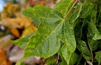Afbeelding Vederesdoorn - Acer negundo