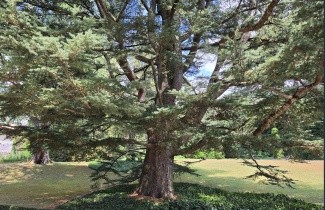 Afbeelding Blauwe Ceder - Cedrus libani 'Glauca'