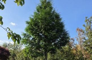 Afbeelding Reuzenlevensboom - Thuja plicata 'Gelderland