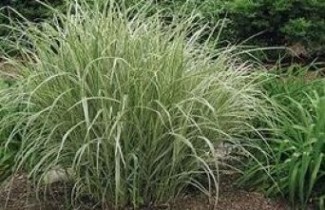 Afbeelding Prachtriet 'Variegatus'  - Miscanthus sinensis 'Variegatus'