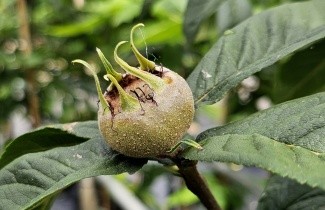 Afbeelding Mispel - Mespilus germanica 'Westerveld'