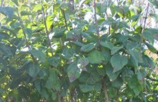 Afbeelding Sering 'Monique Lemoine' - Syringa vulgaris 'Monique Lemoine'