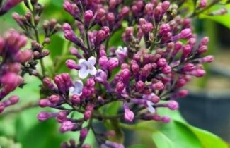 Afbeelding Sering 'Mrs Edward Harding' - Syringa vulgaris 'Mrs Edward Harding'