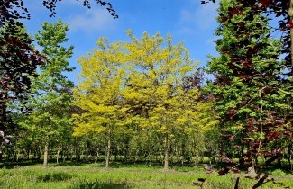 Afbeelding Valse Christusdoorn 'Sunburst' - Gleditsia triacanthos 'Sunburst'