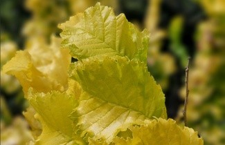 Afbeelding Goudiep - Ulmus hollandica 'Wredei'