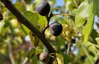 Afbeelding Vijg - Ficus carica 'Brown Turkey'