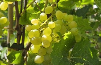 Afbeelding Druif 'Riesling' - Vitis vinifera 'Riesling'