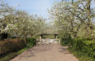 Afbeelding Appel 'Campagnezoet' - Malus domestica 'Campagnezoet'