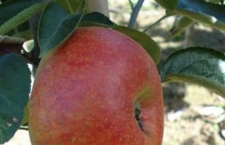 Afbeelding Appel 'Court-Pendu' - Malus domestica 'Court-Pendu'
