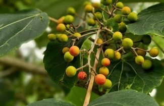 Afbeelding Oranjekers - Idesia Polycarpa