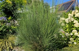 Afbeelding Brem 'Albus' - Cytisus praecox 'Albus'