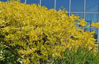 Afbeelding Witte Kornoelje 'Aurea' - Cornus alba 'Aurea'