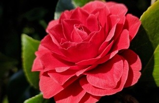 Afbeelding Camellia roze - Camellia japonica 'Pink perfection'