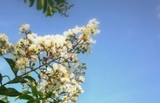 Afbeelding Lagerstroemia indica 'Bianco' - Lagerstroemia indica 'Bianco'