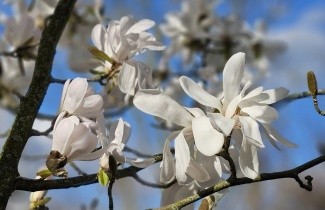 Afbeelding Magnolia 'Merrill' - Magnolia loebneri 'Merrill'