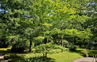 Afbeelding Japanse Esdoorn - Acer palmatum