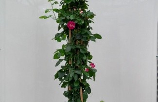 Afbeelding Klimroos 'Purple Splash' - Rosa 'Purple Splash'