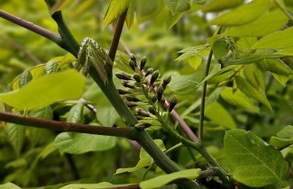 Afbeelding Doodsbeenderenboom - Gymnocladus dioica