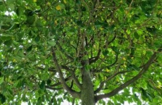Afbeelding Schijnparrotia 'Prins Claus' - Sycoparrotia semidecidua 'Prins Claus'