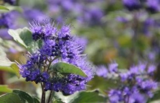 Afbeelding Blauwe spirea 'Grand Blue' - Caryopteris x clandonensis 'Grand Blue'