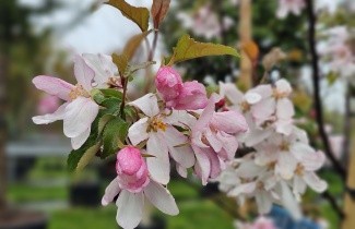 Afbeelding Rood sierappeltje - Malus Red Obelisk