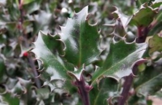 Afbeelding Blauwe hulst 'Blue Angel' - Ilex meserveae 'Blue Angel'