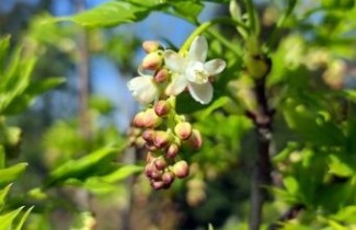 Afbeelding Pimpernoot - Staphylea colchica