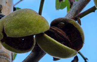 Afbeelding Amandel 'Robijn' - Prunus dulcis 'Robijn'