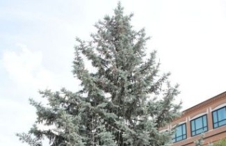 Afbeelding Blauwspar 'Koster' - Picea pungens 'Koster'