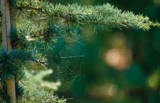 Afbeelding Himalayaceder 'Karl Fuchs' - Cedrus deodara 'Karl Fuchs'