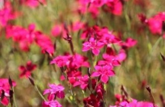 Afbeelding Steenanjer roze-rood - Dianthus delt. 'Flashing Light'