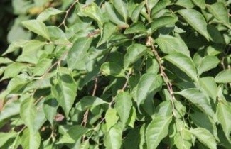 Afbeelding Storaxboom - Styrax japonicus 'Fragrant Fountain'