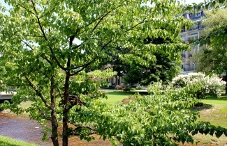 Afbeelding Vaantjesboom - Davidia involucrata