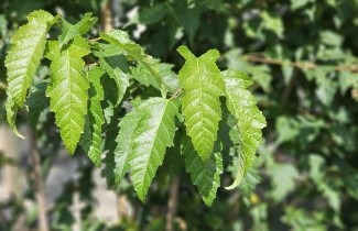 Afbeelding Chinese Esdoorn ginnala - Acer tataricum subsp. ginnala