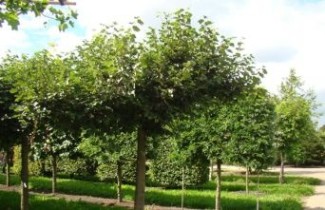 Afbeelding Zomerlinde - Tilia platyphyllos