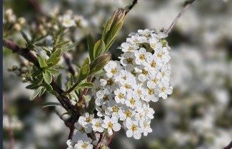 Afbeelding Spierstruik  'Grefsheim' - Spiraea x cinerea 'Grefsheim'