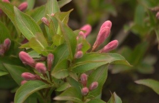 Afbeelding Weigela 'Pink Poppet' - Weigela florida 'Pink Poppet'