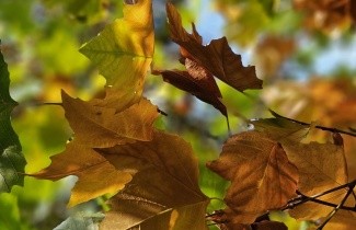 Afbeelding Plataan - Platanus x hispanica / Platanus acerifolia