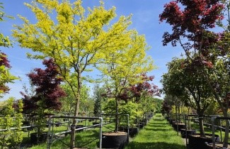 Afbeelding Valse Christusdoorn 'Sunburst' - Gleditsia triacanthos 'Sunburst'